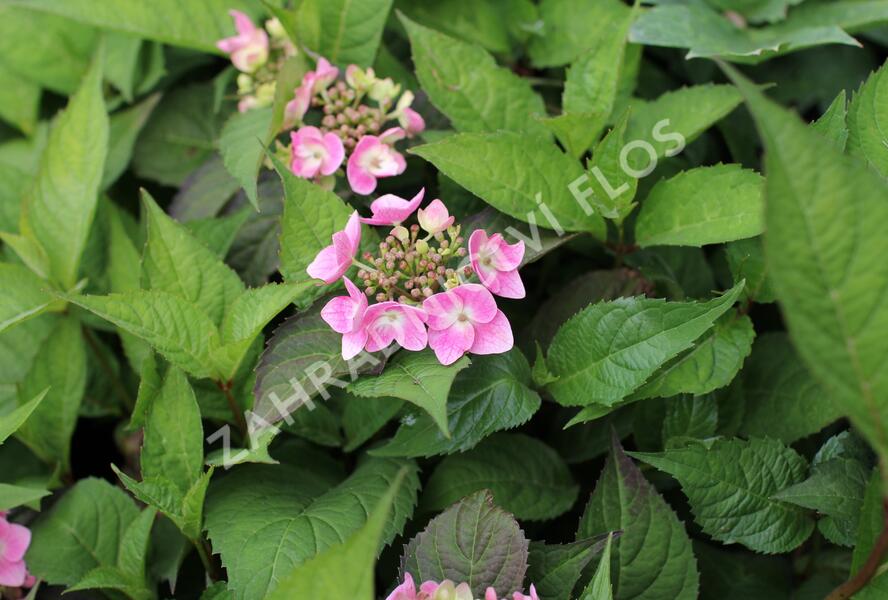 Hortenzie pilovitá 'Blue Clouds' - Hydrangea serrata 'Blue Clouds'
