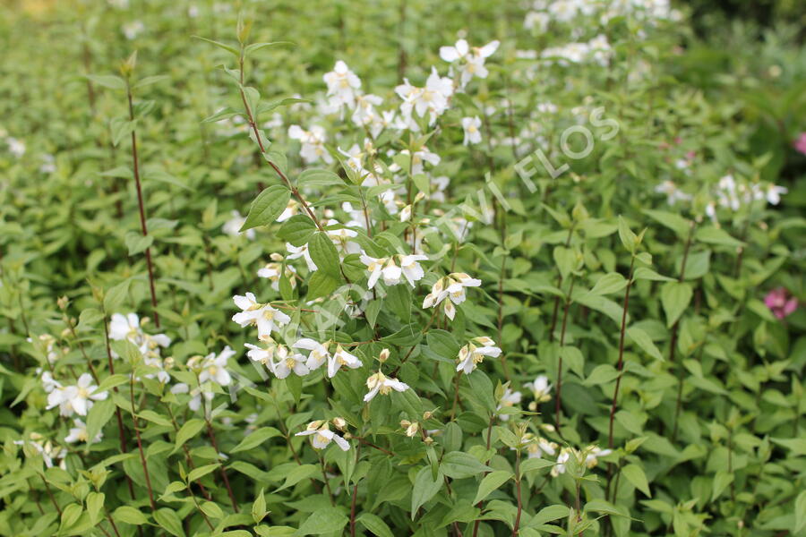 Pustoryl panenský 'Mont Blanc' - Philadelphus virginalis 'Mont Blanc'