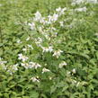 Pustoryl panenský 'Mont Blanc' - Philadelphus virginalis 'Mont Blanc'