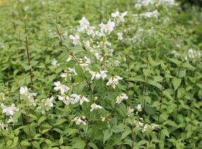 Pustoryl panenský 'Mont Blanc' - Philadelphus virginalis 'Mont Blanc'