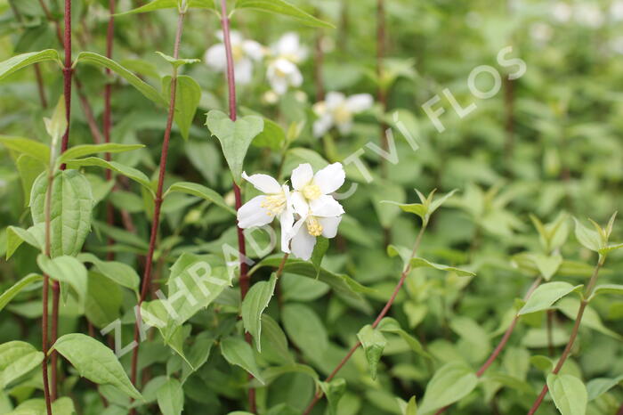 Pustoryl panenský 'Mont Blanc' - Philadelphus virginalis 'Mont Blanc'