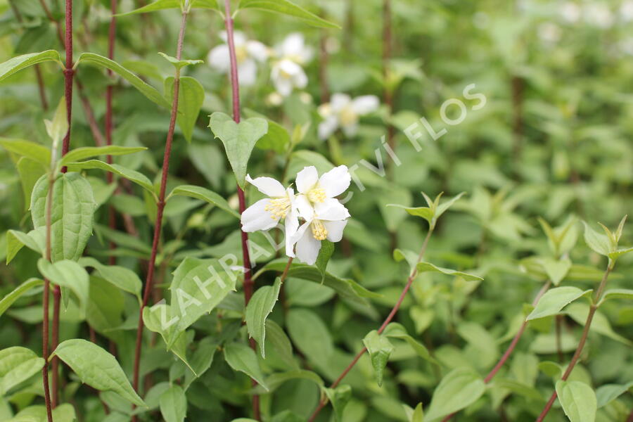 Pustoryl panenský 'Mont Blanc' - Philadelphus virginalis 'Mont Blanc'