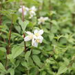 Pustoryl panenský 'Mont Blanc' - Philadelphus virginalis 'Mont Blanc'