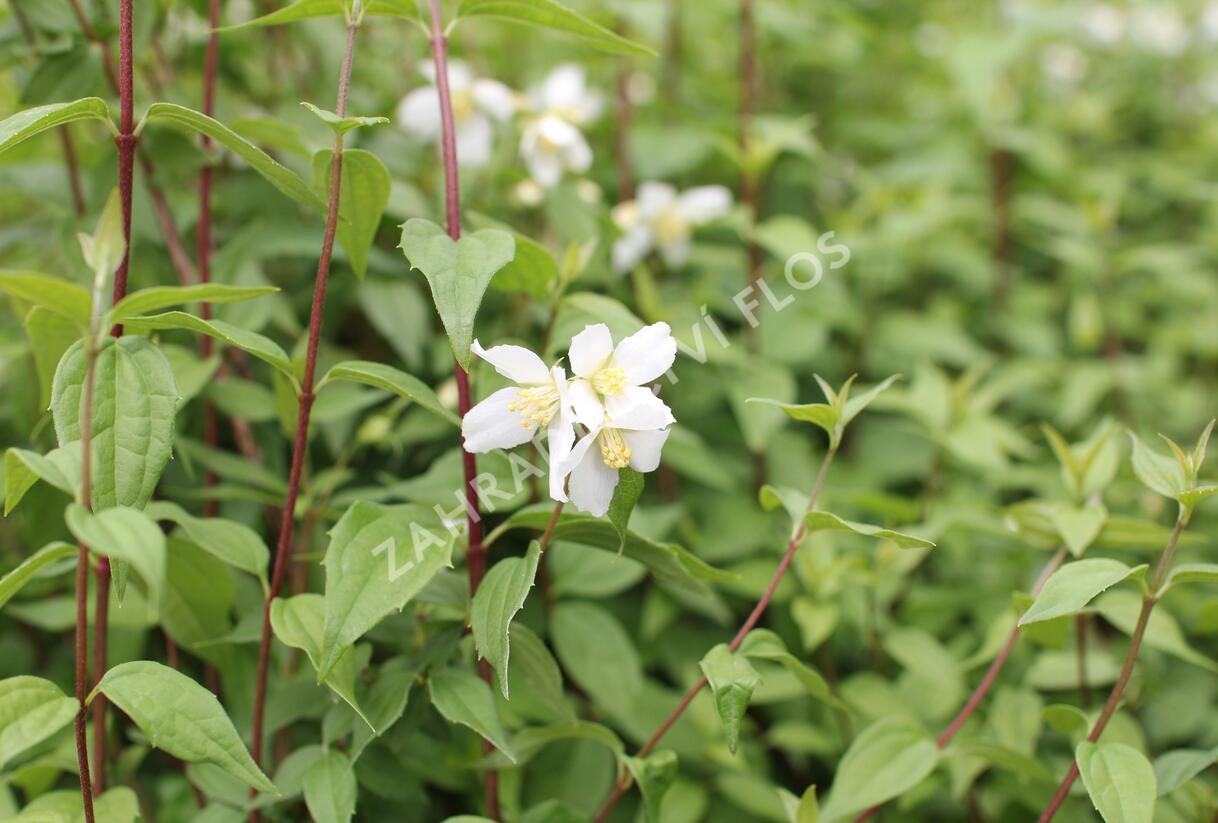 Pustoryl panenský 'Mont Blanc' - Philadelphus virginalis 'Mont Blanc'