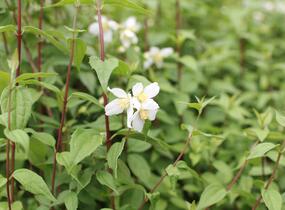 Pustoryl panenský 'Mont Blanc' - Philadelphus virginalis 'Mont Blanc'