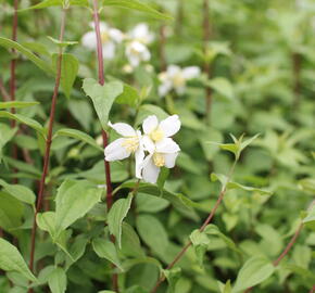 Pustoryl panenský 'Mont Blanc' - Philadelphus virginalis 'Mont Blanc'