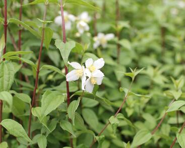 Pustoryl panenský 'Mont Blanc'
