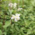 Philadelphus virginalis 'Mont Blanc'.JPG
