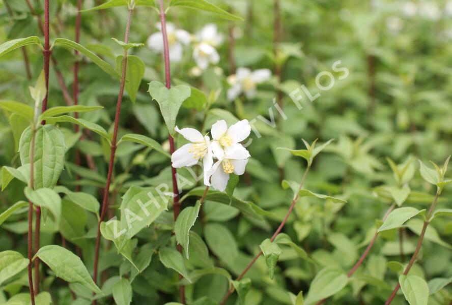 Pustoryl panenský 'Mont Blanc' - Philadelphus virginalis 'Mont Blanc'