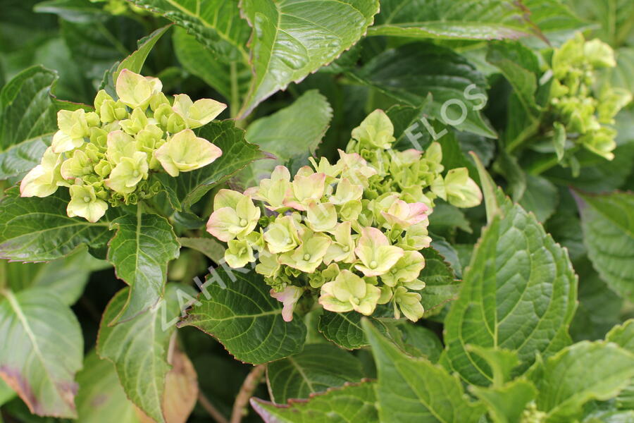 Hortenzie velkoliská 'Sweet Seduction' - Hydrangea macrophylla 'Sweet Seduction'