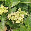 Hortenzie velkoliská 'Sweet Seduction' - Hydrangea macrophylla 'Sweet Seduction'