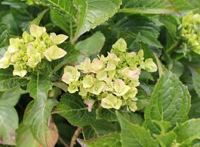 Hortenzie velkolistá 'Sweet Seduction' - Hydrangea macrophylla 'Sweet Seduction'