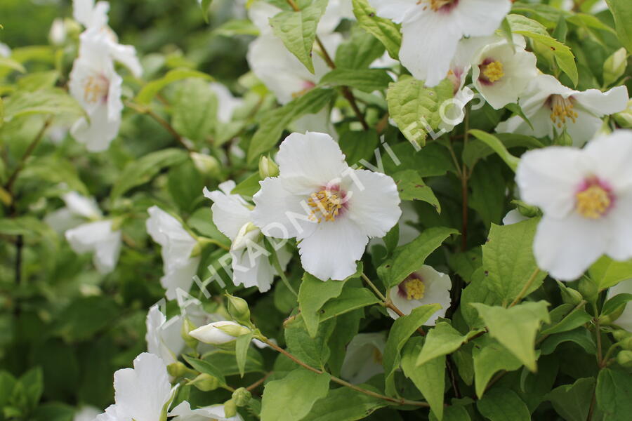 Pustoryl 'Belle Etoile' - Philadelphus 'Belle Etoile'