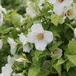 Pustoryl 'Belle Etoile' - Philadelphus 'Belle Etoile'