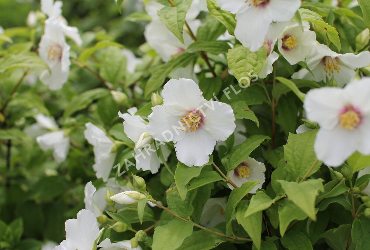 Pustoryl 'Belle Etoile' - Philadelphus 'Belle Etoile'