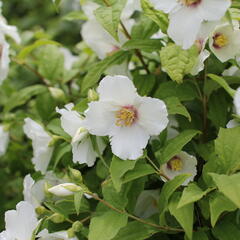 Pustoryl 'Belle Etoile' - Philadelphus 'Belle Etoile'