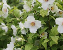 Pustoryl 'Belle Etoile'