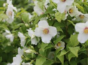 Pustoryl 'Belle Etoile' - Philadelphus 'Belle Etoile'