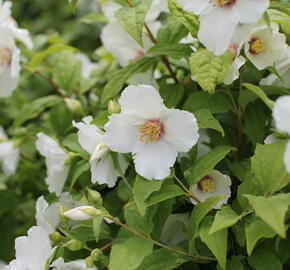 Pustoryl 'Belle Etoile' - Philadelphus 'Belle Etoile'