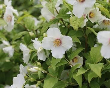 Pustoryl 'Belle Etoile'