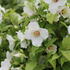 Philadelphus 'Belle Etoile'_01.JPG