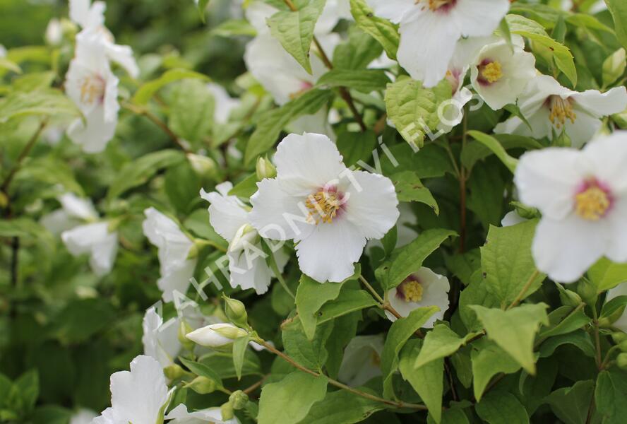 Pustoryl 'Belle Etoile' - Philadelphus 'Belle Etoile'