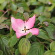 Dřín japonský 'Satomi' - Cornus kousa 'Satomi'