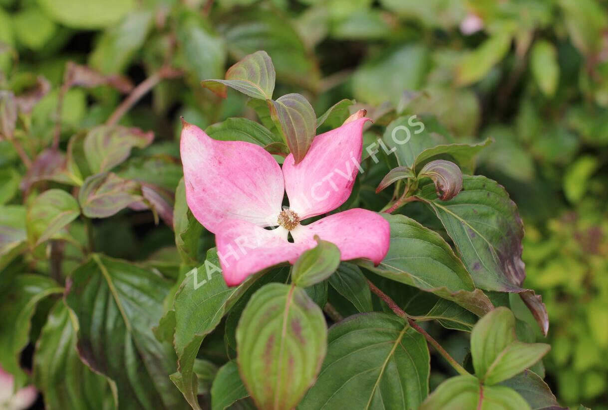 Dřín japonský 'Satomi' - Cornus kousa 'Satomi'