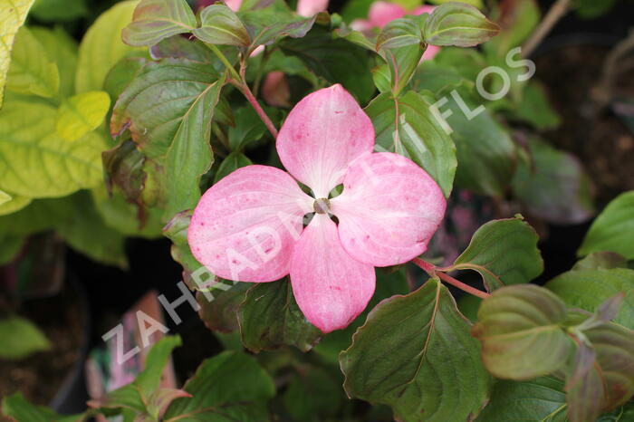 Dřín japonský 'Satomi' - Cornus kousa 'Satomi'