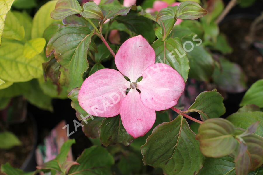 Dřín japonský 'Satomi' - Cornus kousa 'Satomi'