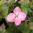 Dřín japonský 'Satomi' - Cornus kousa 'Satomi'