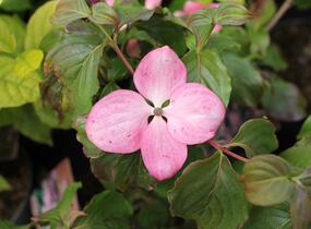 Dřín japonský 'Satomi' - Cornus kousa 'Satomi'