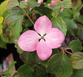 Dřín japonský 'Satomi' - Cornus kousa 'Satomi'