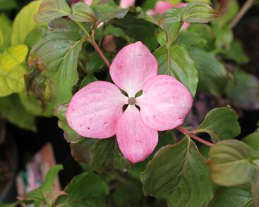 Dřín japonský 'Satomi'