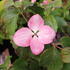 Cornus kousa 'Satomi'.JPG