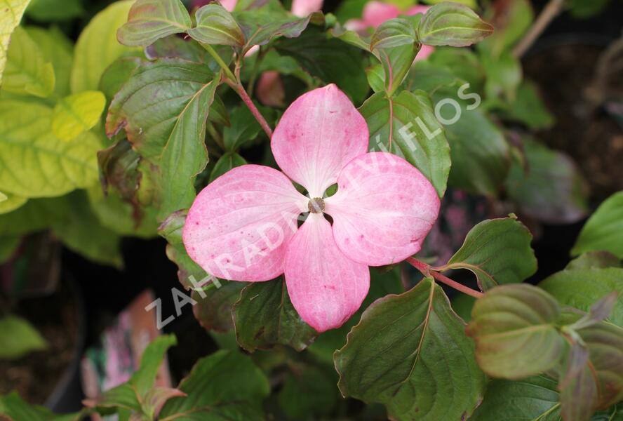Dřín japonský 'Satomi' - Cornus kousa 'Satomi'