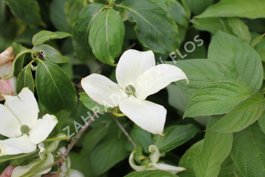 Dřín japonský 'China Girl' - Cornus kousa 'China Girl'