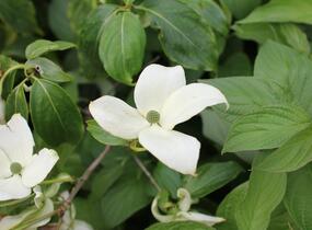 Dřín japonský 'China Girl' - Cornus kousa 'China Girl'