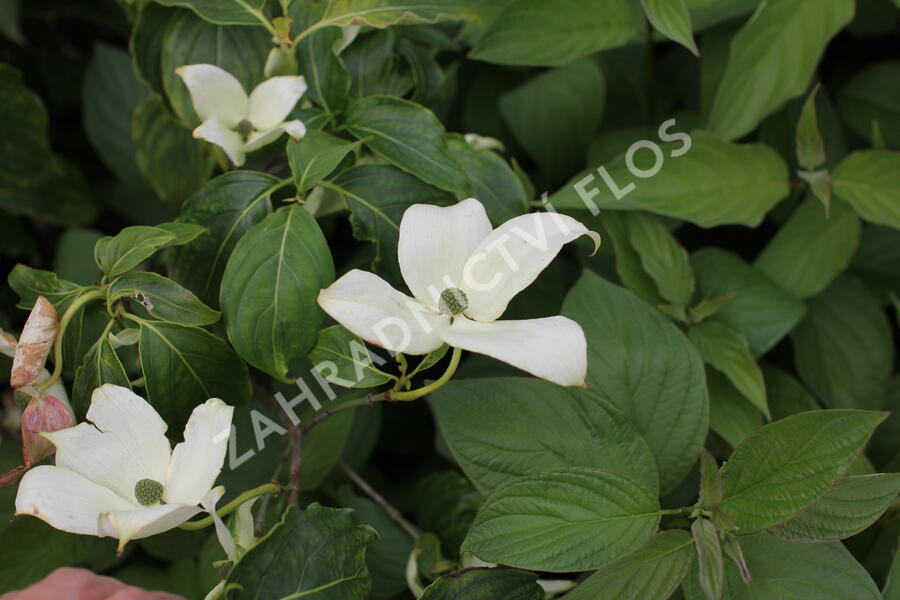 Dřín japonský 'China Girl' - Cornus kousa 'China Girl'