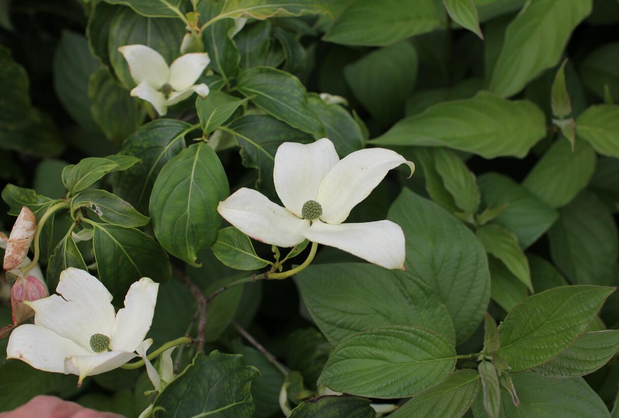 Dřín japonský 'China Girl' - Cornus kousa 'China Girl'