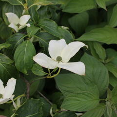 Dřín japonský 'China Girl' - Cornus kousa 'China Girl'
