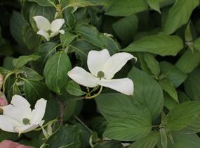 Dřín japonský 'China Girl' - Cornus kousa 'China Girl'