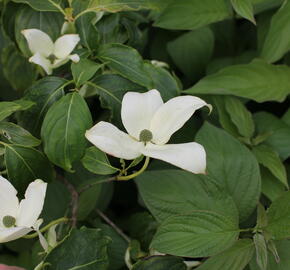 Dřín japonský 'China Girl' - Cornus kousa 'China Girl'