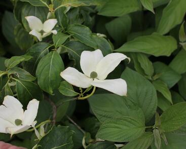 Dřín japonský 'China Girl'