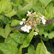 Hortenzie pilovitá 'Intermedia' - Hydrangea serrata 'Intermedia'