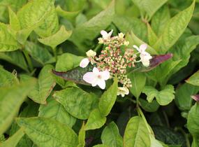 Hortenzie pilovitá 'Intermedia' - Hydrangea serrata 'Intermedia'