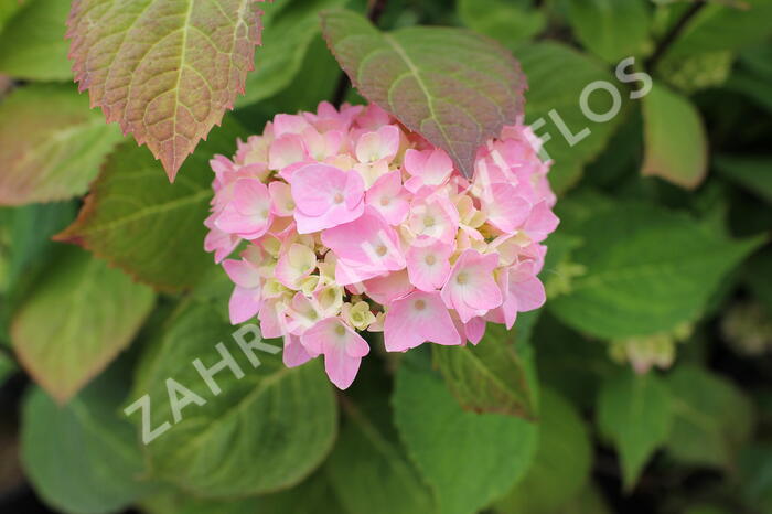 Hortenzie velkolistá So Long 'Ebony' - Hydrangea macrophylla So Long 'Ebony'