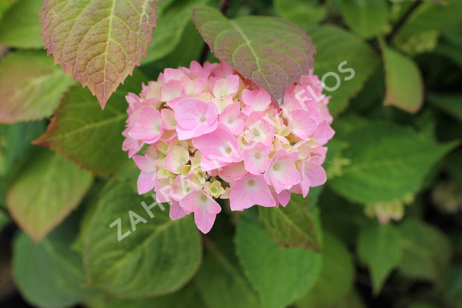 Hortenzie velkolistá So Long 'Ebony' - Hydrangea macrophylla So Long 'Ebony'
