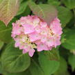Hortenzie velkolistá So Long 'Ebony' - Hydrangea macrophylla So Long 'Ebony'