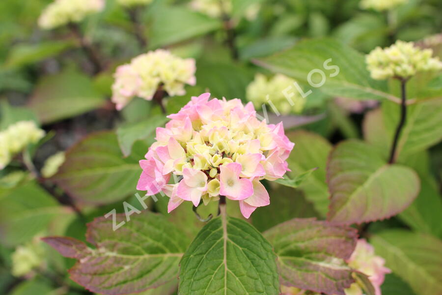 Hortenzie velkolistá So Long 'Ebony' - Hydrangea macrophylla So Long 'Ebony'